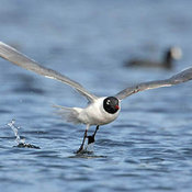 Franklin's Gull